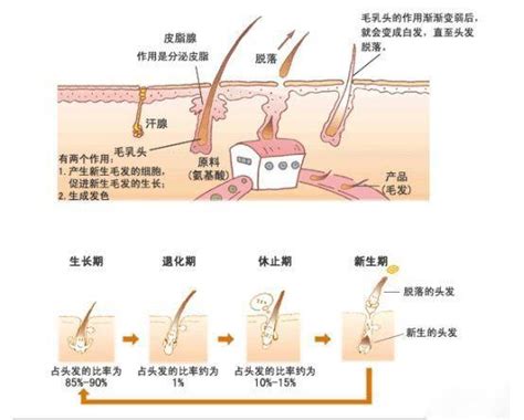 深入探讨aaaa级毛发与aaaa的差距