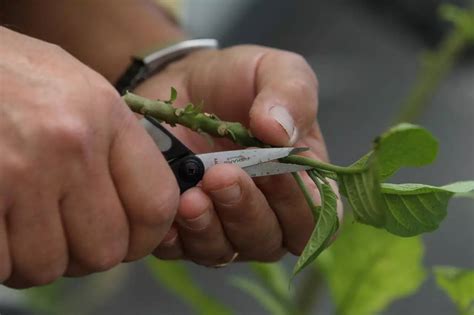 在床上进行扦插如何利用有限空间打造丰富多彩的植物世界