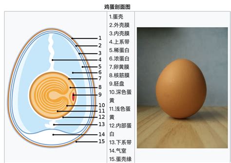 口袋妖怪无界孵蛋出小果然方法介绍